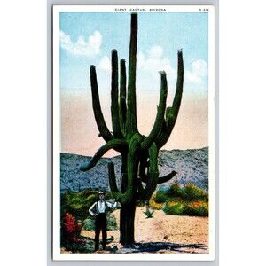 Postcard Giant Cactus Arizona Man Saguaro Flowers White Border Unposted c1920s